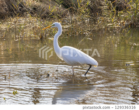 An afternoon of egrets walking along the water's edge An afternoon of egrets walking along the water's edge 129336316