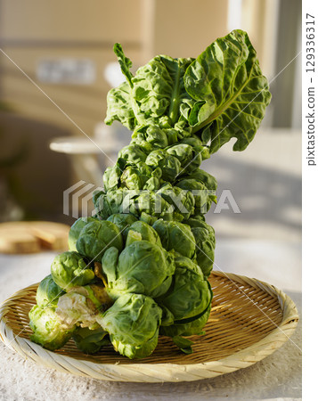 Freshly harvested brussels sprouts Freshly harvested brussels sprouts 129336317