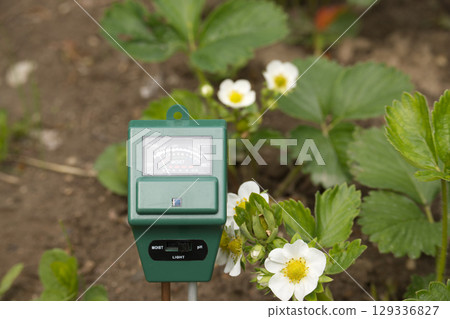Soil Moisture Meter Amongst Blooming Strawberry Plants in a Garden Setting 129336827