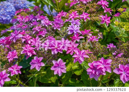 Red-purple hydrangea in full bloom shining in the light 129337628