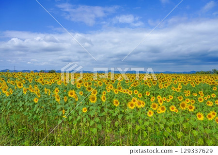 A scene of a sunflower field in full bloom against a blue sky 129337629