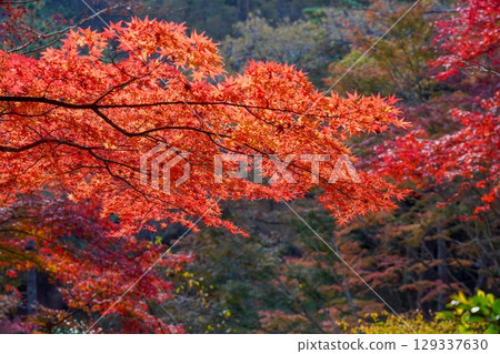 Beautifully colored leaves of the maple 129337630