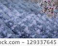 Gangi and cherry blossoms 129337645