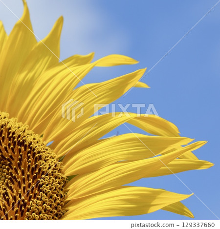 夏日天空中盛開的鮮豔向日葵 129337660