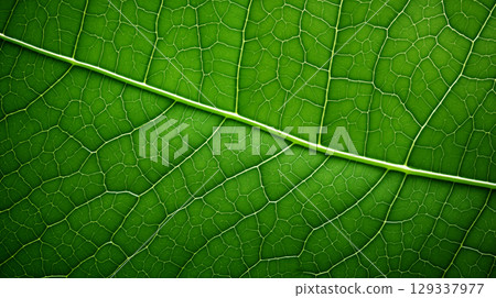 green leaves abstract background. close up texture of green leaf veins 129337977