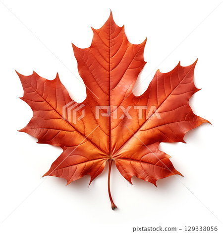 Colorful autumn maple leaf cut out 129338056