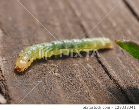 Head of a larva living in a grape leaf (20250804104201) 129338341