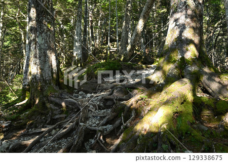 攀登山梨縣千疊岳 129338675