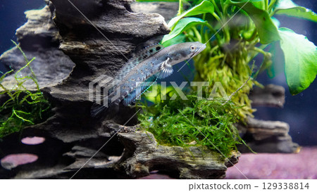 Channa Pulchra 129338814