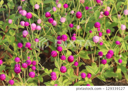 夏日花園裡盛開的淡粉色和深粉色紫薇花 夏日花園裡盛開的淡粉色和深粉色紫薇花 129339127
