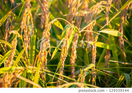 Delicious looking rice Delicious looking rice 129339144