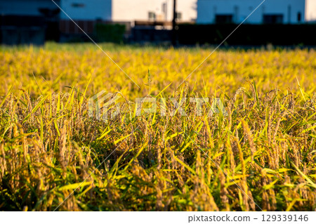 Delicious looking rice③ Delicious looking rice③ 129339146