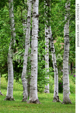 Birch trees and plants (Asahikawa City, Hokkaido) 129339224