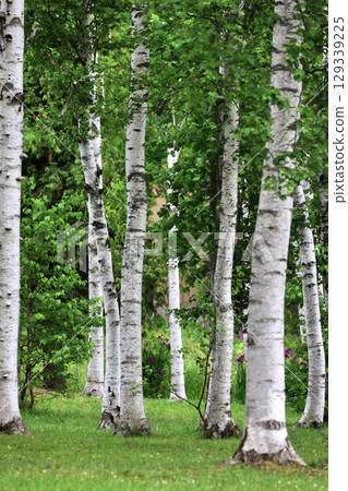 Birch trees and plants (Asahikawa City, Hokkaido) 129339225