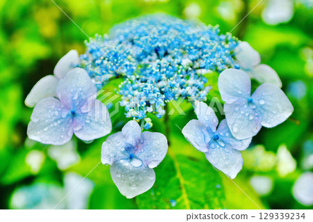 Blue hydrangea blooming in the rainy season 129339234