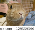 Rabbit face up 129339390