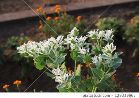 夏日公園裡盛開著綠葉和白色小花的雪花蓮 夏日公園裡盛開著綠葉和白色小花的雪花蓮 129339665