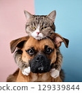 Cat riding on dog 129339844