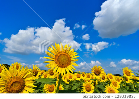 Sunflowers blooming towards the blue sky 129339853