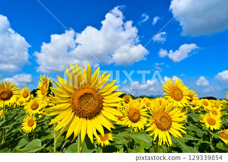 Sunflowers blooming towards the blue sky 129339854