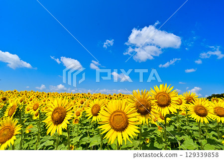 Sunflowers blooming towards the blue sky Sunflowers blooming towards the blue sky 129339858