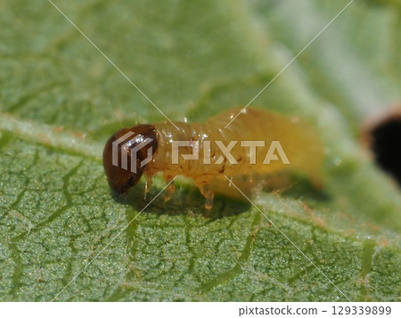 Moth larvae walking on the underside of grape leaves (from before 20250804105600) Moth larvae walking on the underside of grape leaves (from before 20250804105600) 129339899