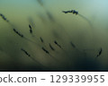 Blurred Wheat Shapes Behind Textured Glass 129339955