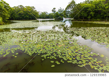 [Hokkaido_Hakodate_Onuma Park] Water lilies and nuphars welcome you at Onuma Quasi-National Park 129339965