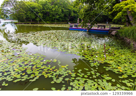 [北海道_函館_大沼公園] 睡蓮與睡蓮在大沼國定公園歡迎您 129339966