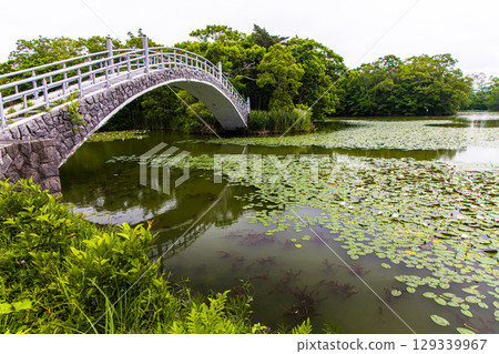 [Hokkaido_Hakodate_Onuma Park] Water lilies and nuphars welcome you at Onuma Quasi-National Park 129339967