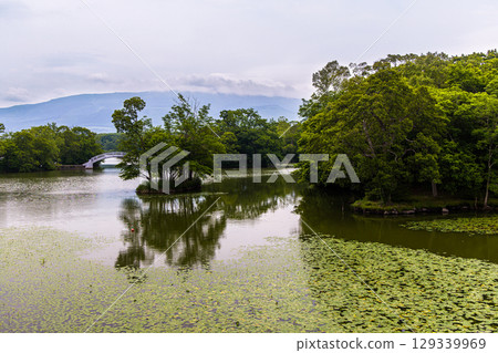 [Hokkaido_Hakodate_Onuma Park] Water lilies and nuphars welcome you at Onuma Quasi-National Park 129339969