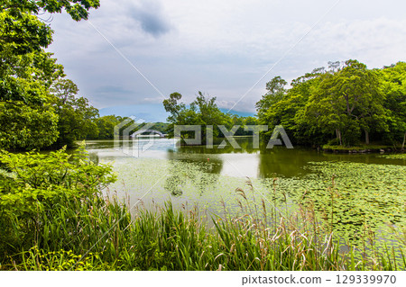 [Hokkaido_Hakodate_Onuma Park] Water lilies and nuphars welcome you at Onuma Quasi-National Park 129339970