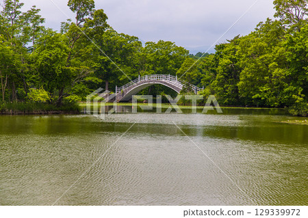 [Hokkaido_Hakodate_Onuma Park] Water lilies and nuphars welcome you at Onuma Quasi-National Park 129339972