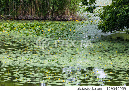 [Hokkaido_Hakodate_Onuma Park] Water lilies and nuphars welcome you at Onuma Quasi-National Park 129340069