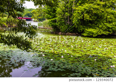 [Hokkaido_Hakodate_Onuma Park] Water lilies and nuphars welcome you at Onuma Quasi-National Park 129340072