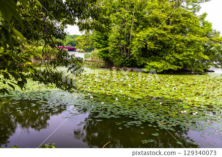 [Hokkaido_Hakodate_Onuma Park] Water lilies and nuphars welcome you at Onuma Quasi-National Park 129340073