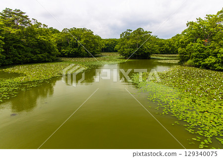 [Hokkaido_Hakodate_Onuma Park] Water lilies and nuphars welcome you at Onuma Quasi-National Park 129340075