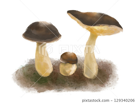 Illustrations of young, mature, and old boletus mushrooms Illustrations of young, mature, and old boletus mushrooms 129340206