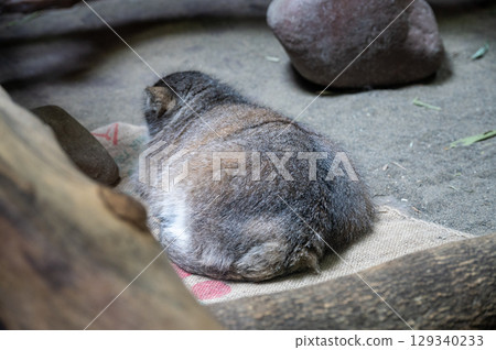 Pallas's cat's butt, rear view, cute 129340233