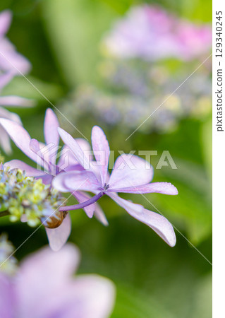 淡紫色的繡球花 129340245