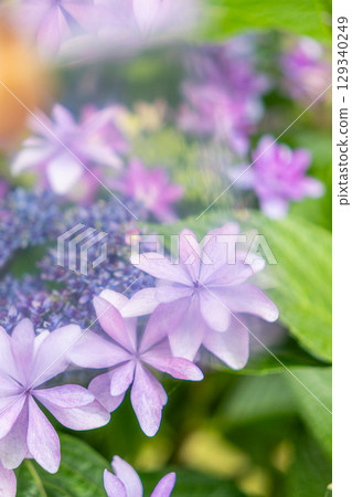 淺紫色繡球花 129340249