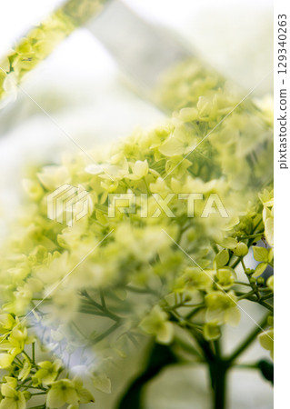 White hydrangea and prism White hydrangea and prism 129340263