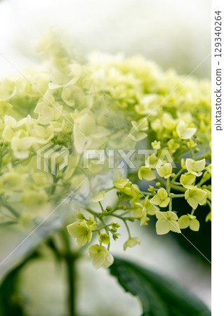 White hydrangea and prism White hydrangea and prism 129340264