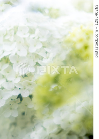 White hydrangea and prism 129340265