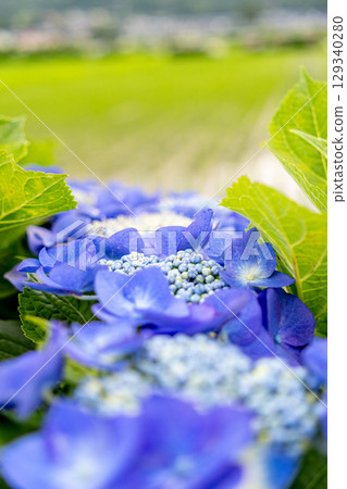 Hydrangea flowering in the country 129340280