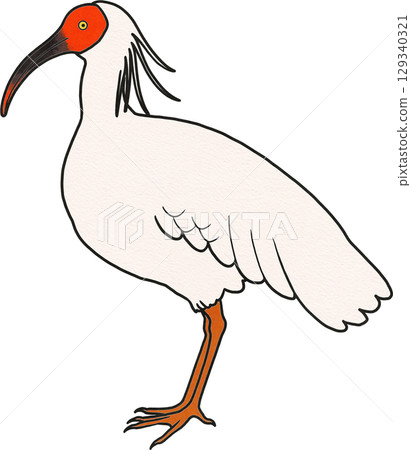 Japanese crested ibis illustration material Japanese crested ibis illustration material 129340321