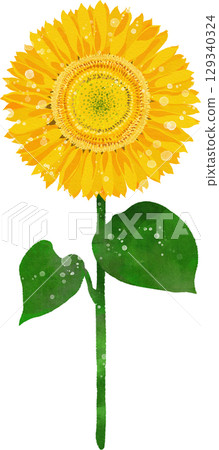 Sunflower flower illustration material 129340324