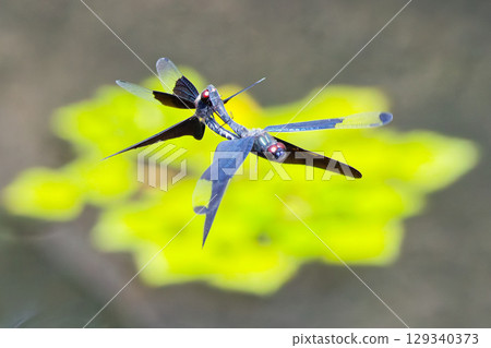 Male and female butterfly dragonflies fly together 129340373
