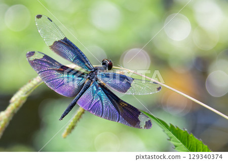 A male butterfly dragonfly resting on the water's edge A male butterfly dragonfly resting on the water's edge 129340374