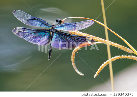 A male butterfly dragonfly resting by the water A male butterfly dragonfly resting by the water 129340375